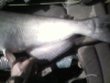 catfish-fly-fishing-3