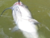 catfish-fly-fishing-30
