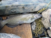 catfish-fly-fishing-33