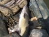 catfish-fly-fishing-34