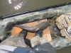 catfish-fly-fishing-36