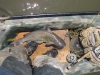 catfish-fly-fishing-37
