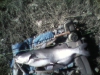 catfish-fly-fishing-8