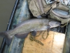 catfish-fly-fishing