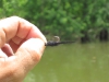 carp-catfish-fly