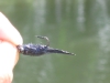 great-carp-fly-2