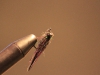 great-carp-fly