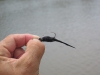 weedless-flies-2