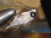 weedless-fly-carp-bass-saltwater-3