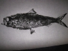 water-cam-142