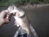 big-bass-Fly fishing ox-bow