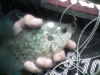 Bluegill Flies Link Picture