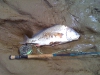 fly-fishing-for-drum-3