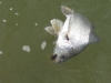 fly-fishing-for-drum-4