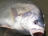 fly-fishing-for-drum