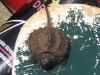 grassies-and-other-turtle-091