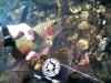 1-17-wild-trout-mill-creek-missouri
