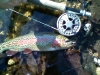 1-17-wild-trout-mill-creek