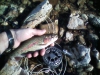 mc-wildtrout