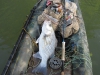 hybrid-bass-big-pig-4