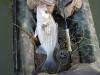 hybrid-bass-big-pig-5