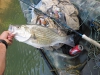 hybrid-bass-big-pig-6