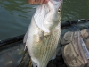 hybrid-bass-big-pig-8