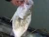 hybrid-bass-big-pig