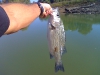 hybrid-bass-fly-fishing-2