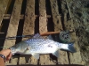 hybrid-bass-fly-fishing-3