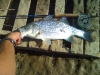 hybrid-bass-fly-fishing-4