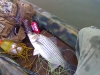 hybrid-bass-fly-fishing-6