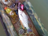 hybrid-bass-fly-fishing