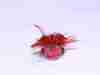 shafted-backstabbers-carp-fly-10