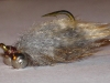 muskrat-carp-bunny-7