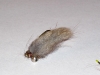 muskrat-carp-bunny-carp-fly-2
