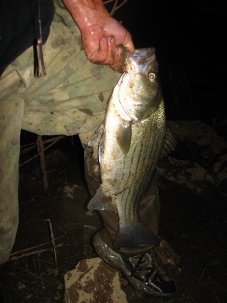 Hybrid bass big ?